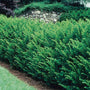 Taxus x media Densiformis with spreading dark green foliage in part shade