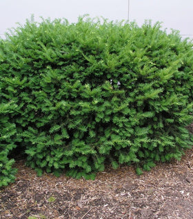 Dense Spreading Yew