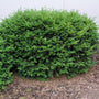 Dense Spreading Yew with dark green evergreen needles and a low mounded habit in a foundation planting