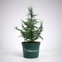A small blue-green conifer tree in a dark green nursery pot with the 'Window Garden Goods' logo, photographed against a clean light gray studio background.