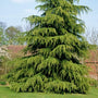large full grown Deodar Himalayan Cedar Tree with evergreen foliage