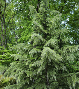 Deodar Cedar