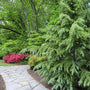 mature deodar cedar along stone pathway in  springtime