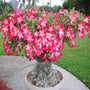 Desert Rose Plants have a interesting trunck giving them the look of a bonsai tree