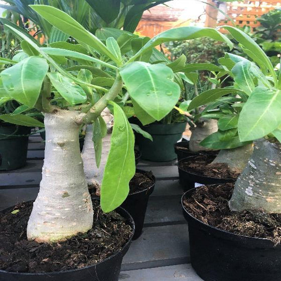 desert rose indoor plant Desert Rose Plant