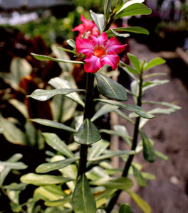 Desert Rose Plants