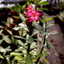Desert Rose plants bloom beautiful bright pink flowers