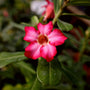 Desert Rose plants bloom beautiful bright pink flowers