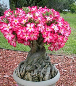 Adenium obesum (Desert Rose Plant)