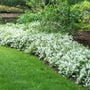 Deutzia Nikko Shrubs planted in mass with white flowers
