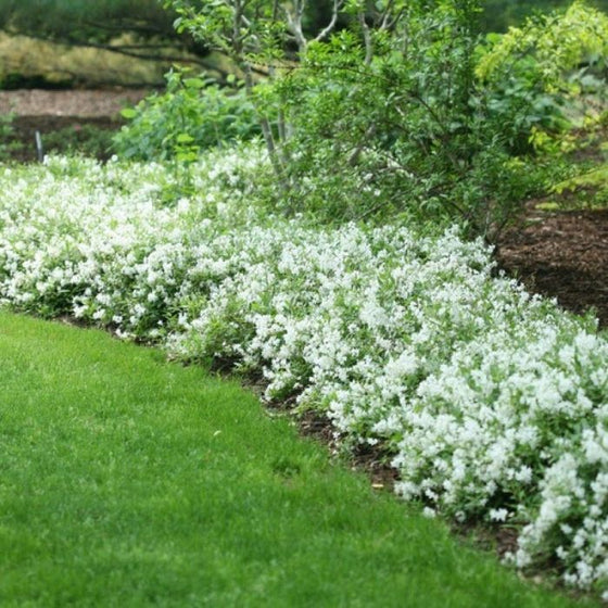 Deutzia Nikko Shrubs planted in mass with white flowers