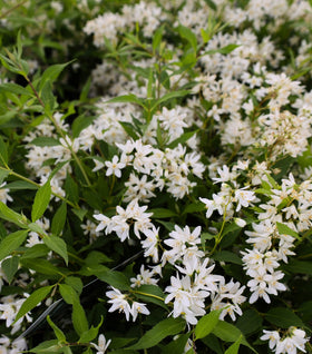 Deutzia Nikko
