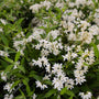 Deutzia Nikko with blooming pure white flowers