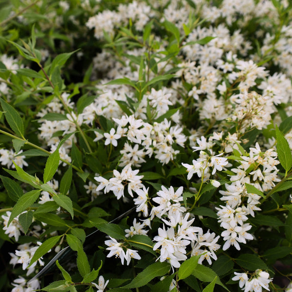 Nikko Deutzia