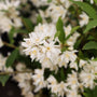 close up of white flowers on deutzia nikko