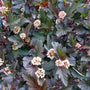 deep purple leaves of the Physocarpus flowering shrub