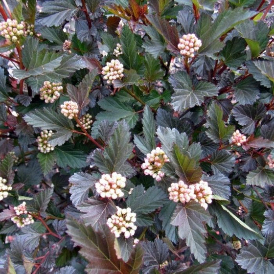 deep purple leaves of the Physocarpus flowering shrub