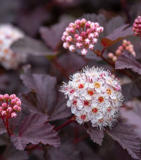 Buy Ninebark Shrubs Online - Physocarpus | Garden Goods Direct