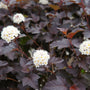 Diablo Ninebark shrubs white flowers dark red foliage
