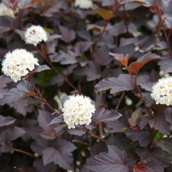 Diablo Ninebark shrubs white flowers dark red foliage