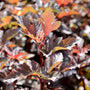 Diabolo Ninebark purple red fall foliage