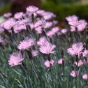 cluster of Dianthus Bath's Pink up close.