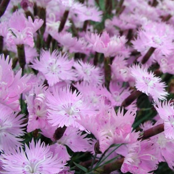 dianthus-bath-s-pink-