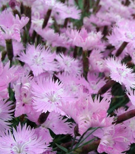 Dianthus Bath's Pink