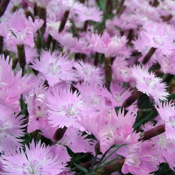 Dianthus Baths Pink bright purple pink dianthus