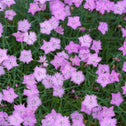 cluster of bright pink Dianthus Baths Pink flower clusters