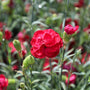 close up view of bright red dianthus cranberry cocktail