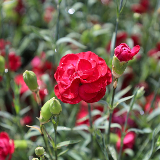 close up view of bright red dianthus cranberry cocktail