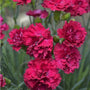 vibrant red carnation