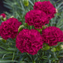 cranberry red perennial bloomer