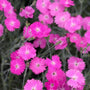 close up view of bright pink blooms of Dianthus Firewitch