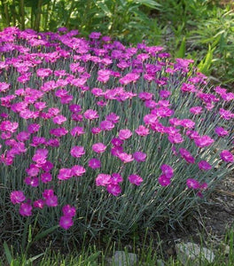 Dianthus Firewitch