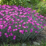 Dianthus Firewitch garden arrangement