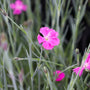 dianthus firewitch close up blooms