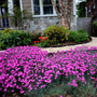 dianthus firewitch in the landscape