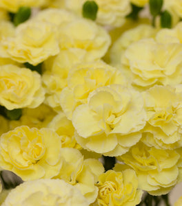 Dianthus Odessa Yellow Bling Bling
