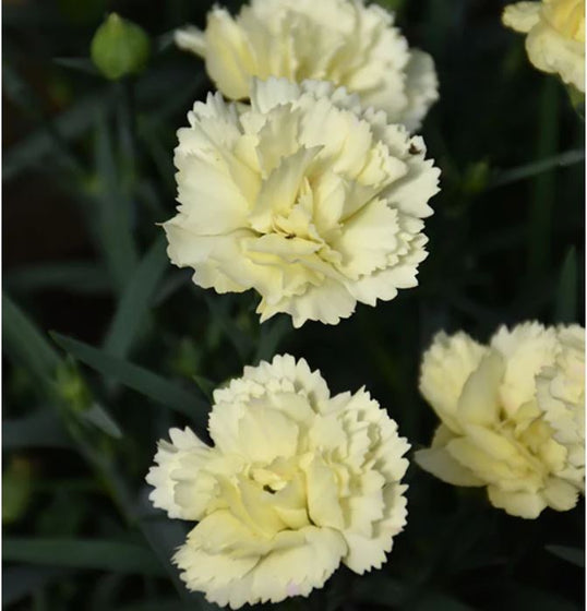 pale yellow cut flowers