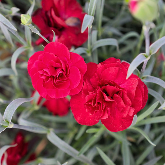 vibrant red blooms on dianthus passion red spring perennial flower