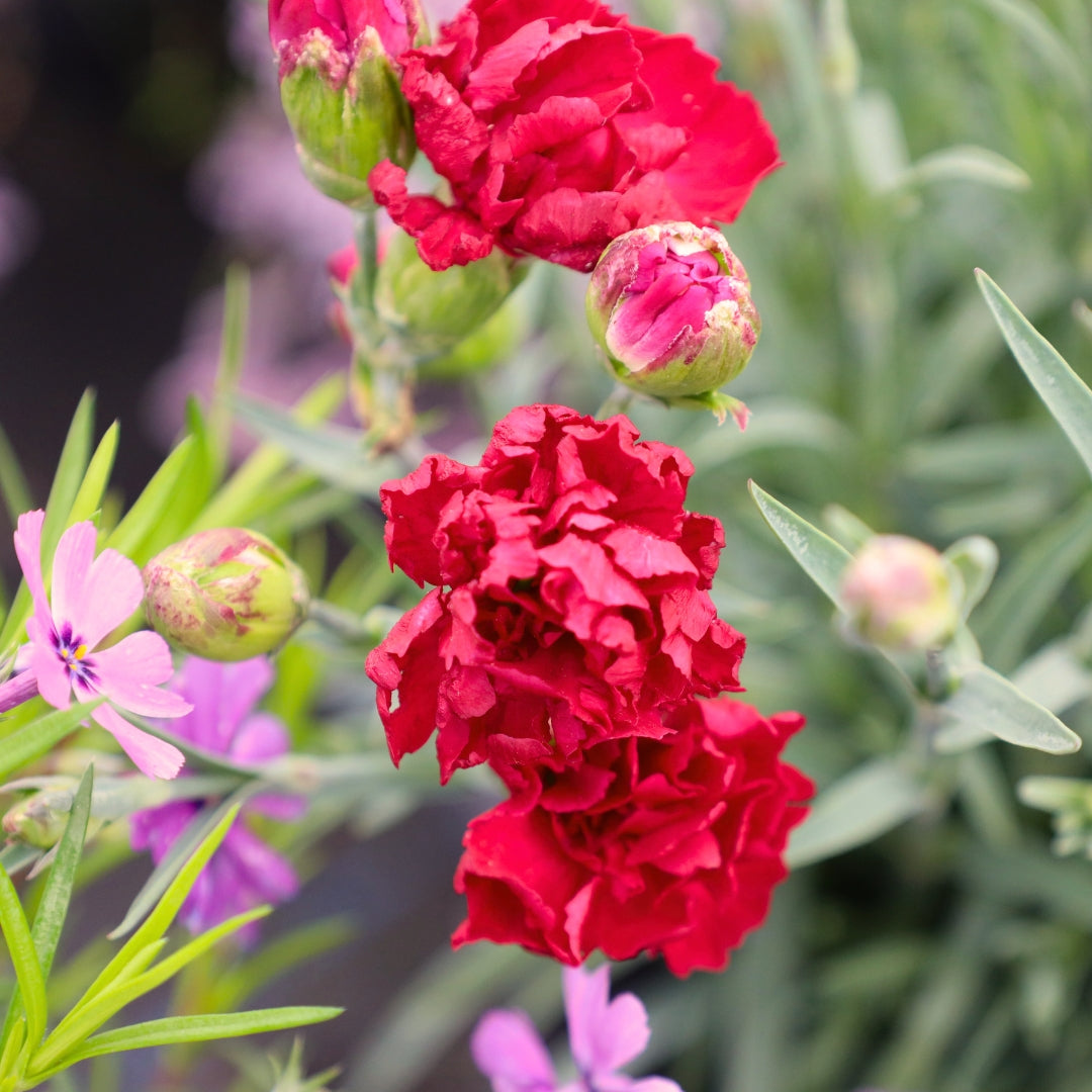 Red Dianthus