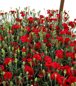 Dianthus Passion