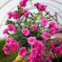 tickled pink dianthus perennial in bloom