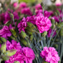 magenta flowers for cut flower garden