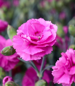 Dianthus Tickled Pink