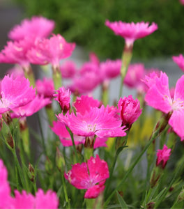 Dianthus Kahori