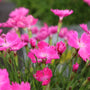 close up shot of neon pink dianthus kahori blooms in early spring