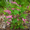 Pink Dicentra Amore Rose perennial